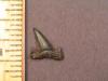 3/8" Reef Shark tooth